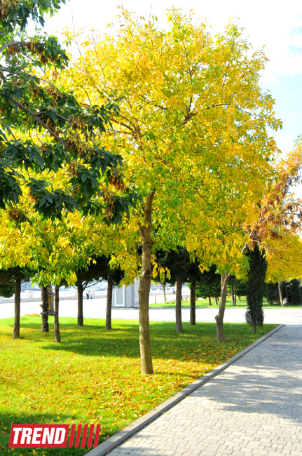 "Золотая осень" в Баку (фотосессия)