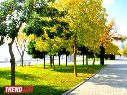 "Золотая осень" в Баку (фотосессия)