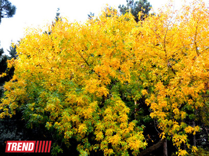 "Золотая осень" в Баку (фотосессия)