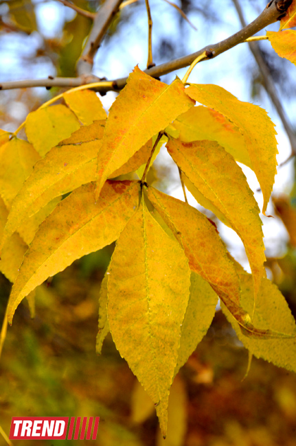 "Золотая осень" в Баку (фотосессия)