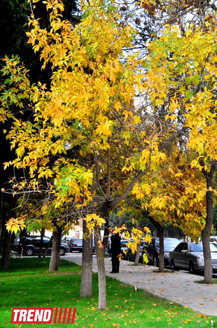 "Золотая осень" в Баку (фотосессия)