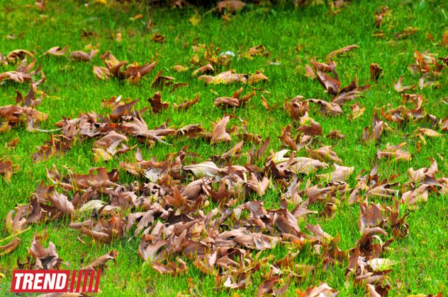 "Золотая осень" в Баку (фотосессия)