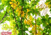 "Золотая осень" в Баку (фотосессия)