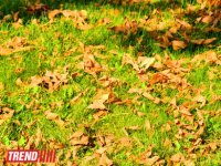 "Золотая осень" в Баку (фотосессия)