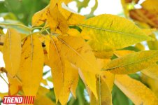 "Золотая осень" в Баку (фотосессия)