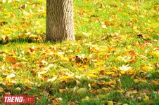 "Золотая осень" в Баку (фотосессия)