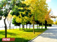 "Золотая осень" в Баку (фотосессия)