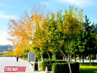 "Золотая осень" в Баку (фотосессия)