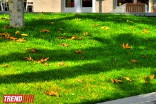 "Золотая осень" в Баку (фотосессия)