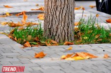 "Золотая осень" в Баку (фотосессия)