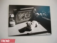 В Баку открылась выставка Шаина Гусейнова "Без названия" (фотосессия)