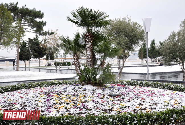 Заснеженный Баку (фотосессия)