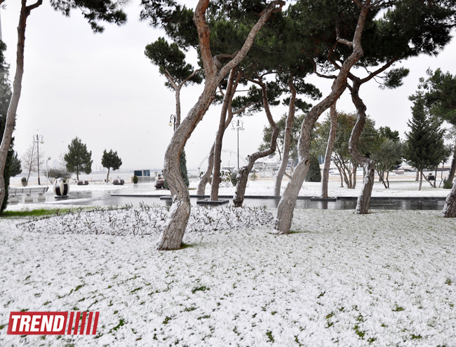 Заснеженный Баку (фотосессия)