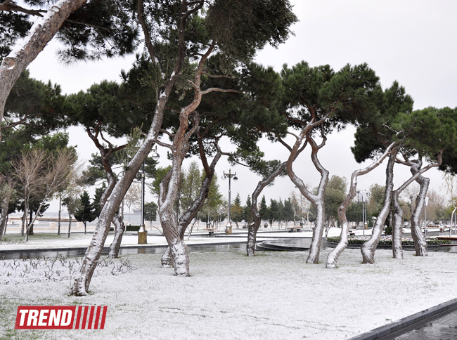 Заснеженный Баку (фотосессия)