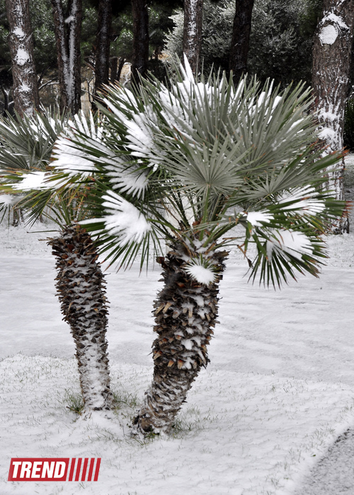 Заснеженный Баку (фотосессия)