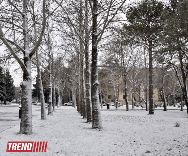 Заснеженный Баку (фотосессия)