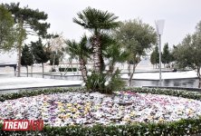 Заснеженный Баку (фотосессия)