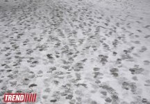 Заснеженный Баку (фотосессия)