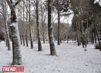 Заснеженный Баку (фотосессия)