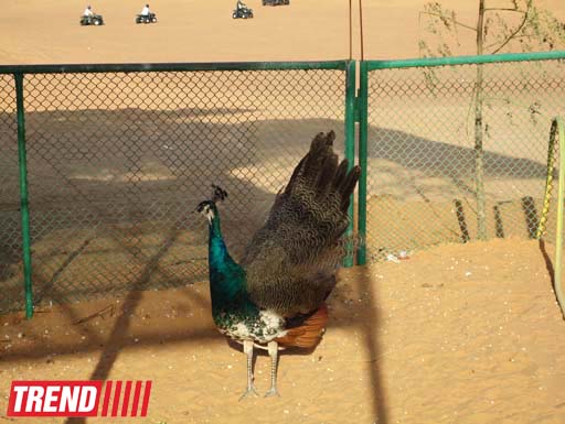 Путешествие по Дубаю: небоскребы, достопримечательности, местный колорит - глазами азербайджанца (фотосессия)