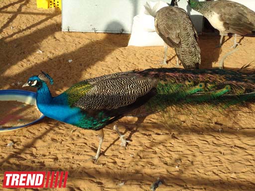 Путешествие по Дубаю: небоскребы, достопримечательности, местный колорит - глазами азербайджанца (фотосессия)