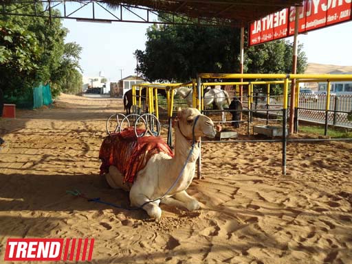Путешествие по Дубаю: небоскребы, достопримечательности, местный колорит - глазами азербайджанца (фотосессия)