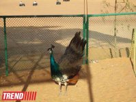 Путешествие по Дубаю: небоскребы, достопримечательности, местный колорит - глазами азербайджанца (фотосессия)