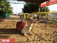 Путешествие по Дубаю: небоскребы, достопримечательности, местный колорит - глазами азербайджанца (фотосессия)