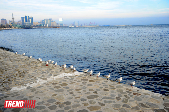 Бакинская бухта (фотосессия)