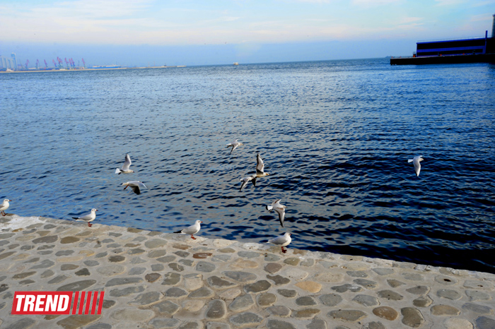 Бакинская бухта (фотосессия)