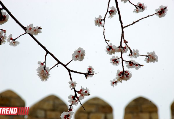 Весна в Баку (фотосессия)