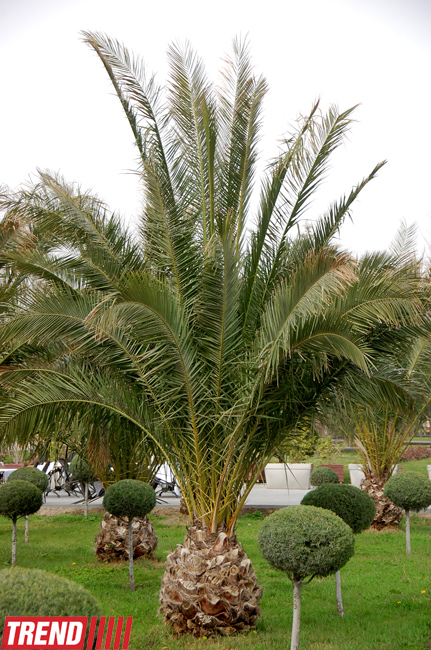 Весна в Баку (фотосессия)