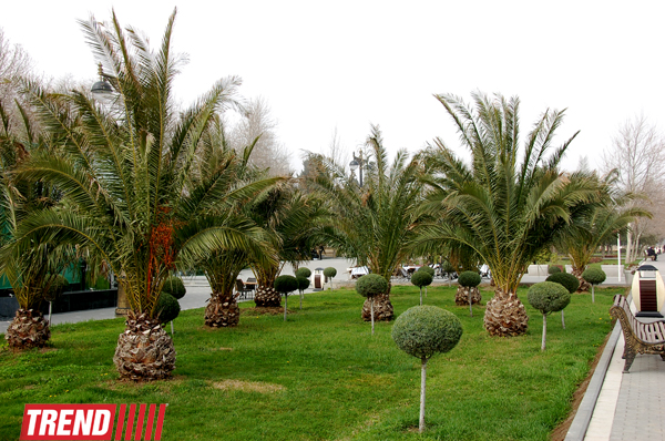 Весна в Баку (фотосессия)