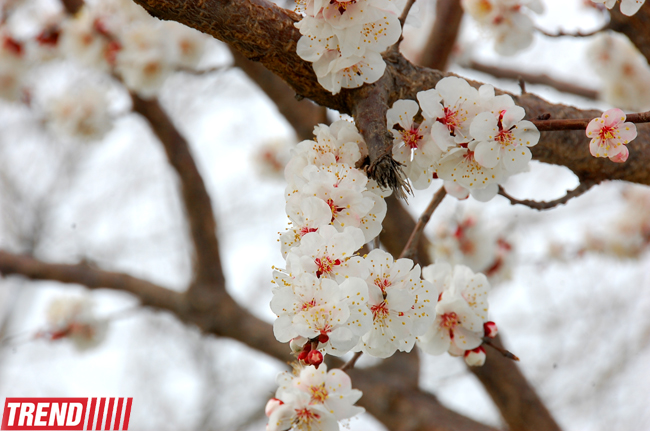 Весна в Баку (фотосессия)
