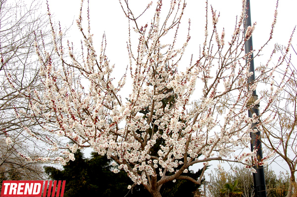 Весна в Баку (фотосессия)