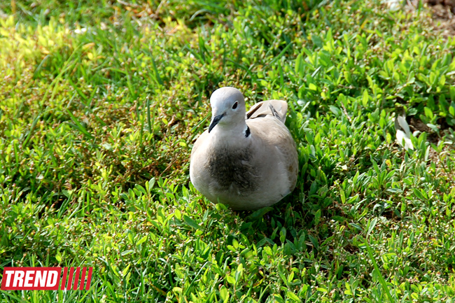 Весна в Баку (фотосессия)