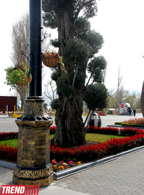 Весна в Баку (фотосессия)