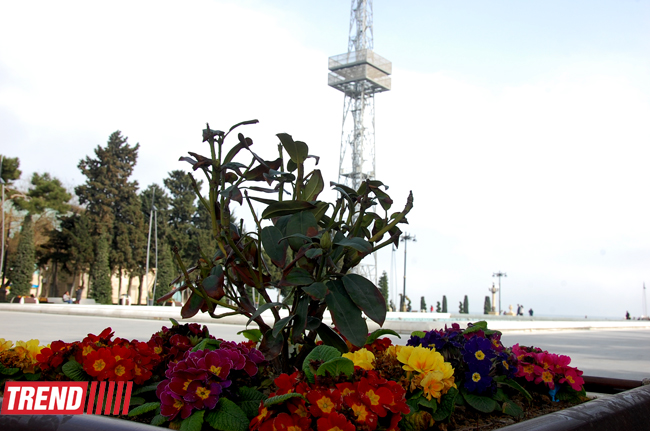 Весна в Баку (фотосессия)