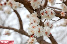 Весна в Баку (фотосессия)