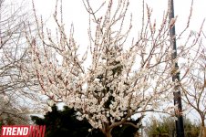 Весна в Баку (фотосессия)