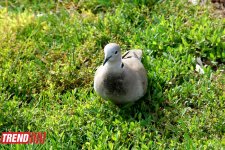 Весна в Баку (фотосессия)