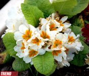 Весна в Баку (фотосессия)