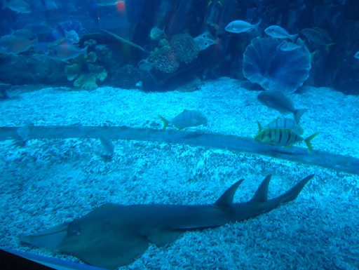 Дубай глазами режиссера Общественного телевидения Азербайджана (фотосессия)