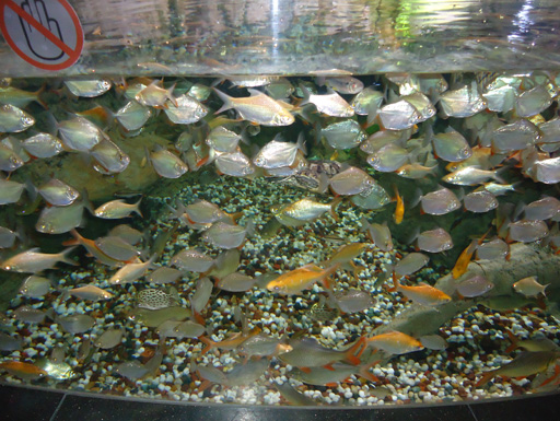 Дубай глазами режиссера Общественного телевидения Азербайджана (фотосессия)