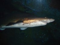 Дубай глазами режиссера Общественного телевидения Азербайджана (фотосессия)