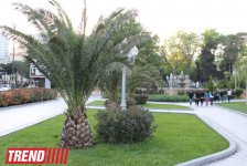 Филармонический сад Баку (фотосессия)