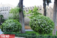 Филармонический сад Баку (фотосессия)