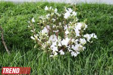 Филармонический сад Баку (фотосессия)