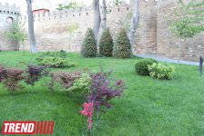 Филармонический сад Баку (фотосессия)