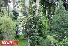 Филармонический сад Баку (фотосессия)